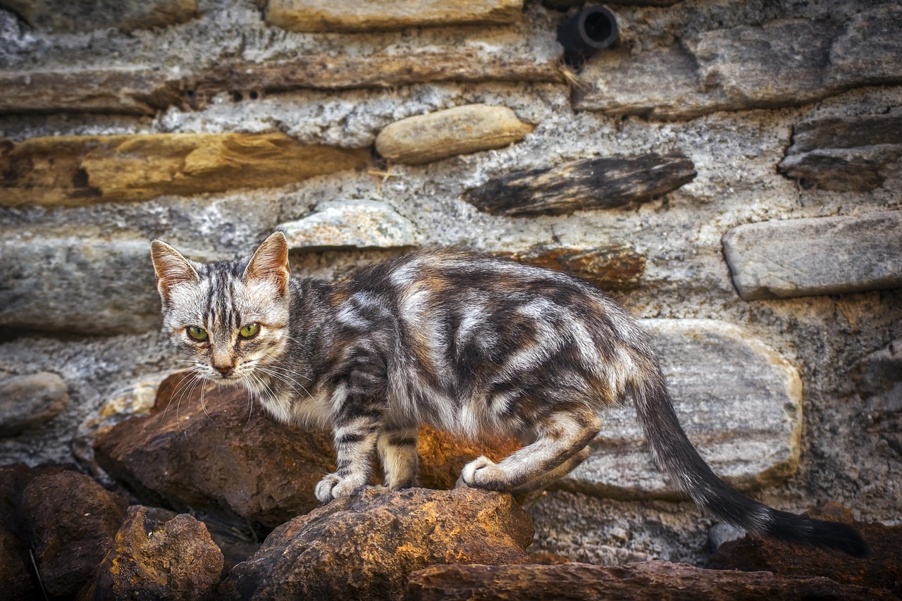 梦里猫咬人