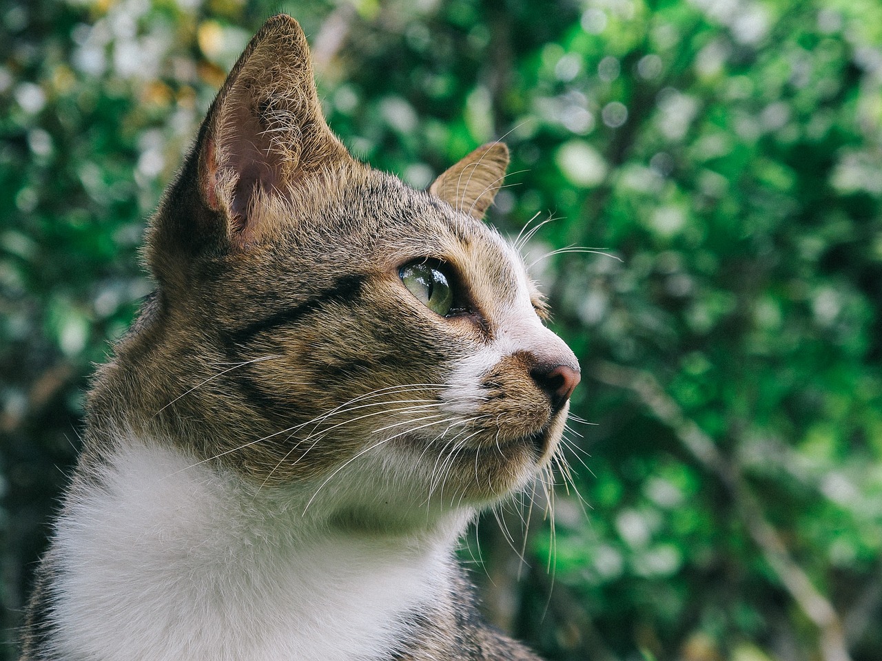 梦见抱猫回家，最新风水解读与预兆分析